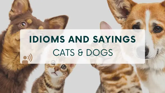 Idioms and sayings – cats & dogs – cover